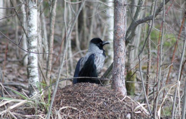 508e9fc15ea45148b499327ac31236a5