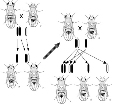 Сцепленное с полом наследование мутации белых глаз w у Drosophila melanogaster
