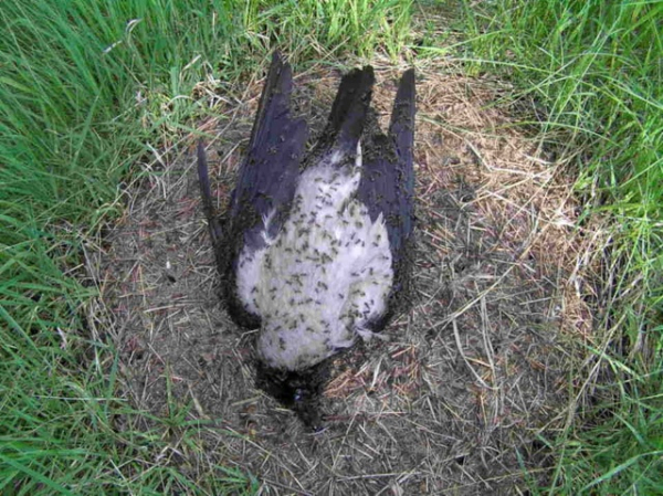 617b5a333fbbe836fa3090400ec70ef6