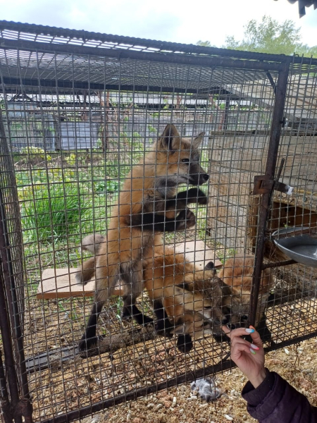 62d0c6491366f631ce1b292ea507f980