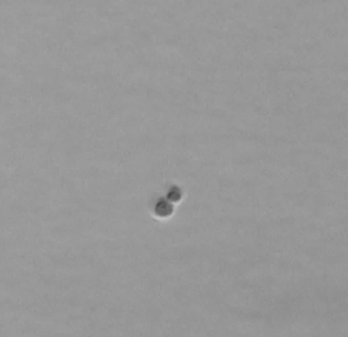 64438c288f69751da58263a3781dc24b