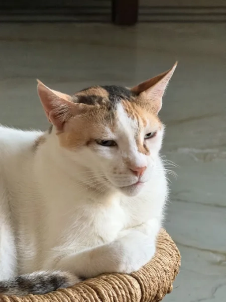 Обзор iPhone 17 Pro Max: оранжевый, вы рады, что аккумулятор больше 17 655e7d9bb4434747136c1e94b7b66766