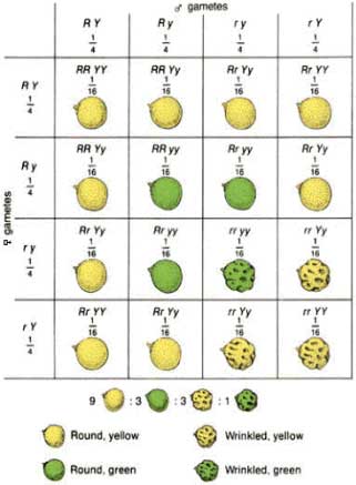 668d22cb9013be7a8a13fe0b0e07260a