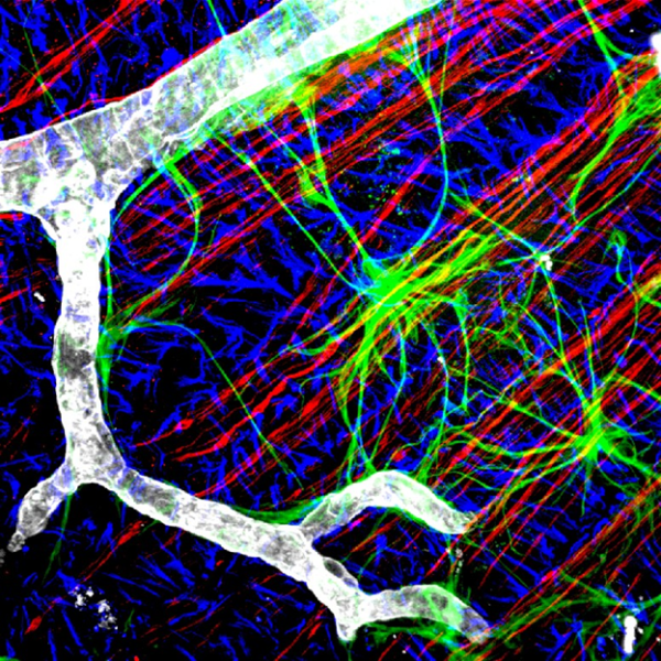 Звёзды у нас в голове. О роли астроцитов в работе нейронных сетей 5 6927d61b1fc7a99946562a90a3d1226f