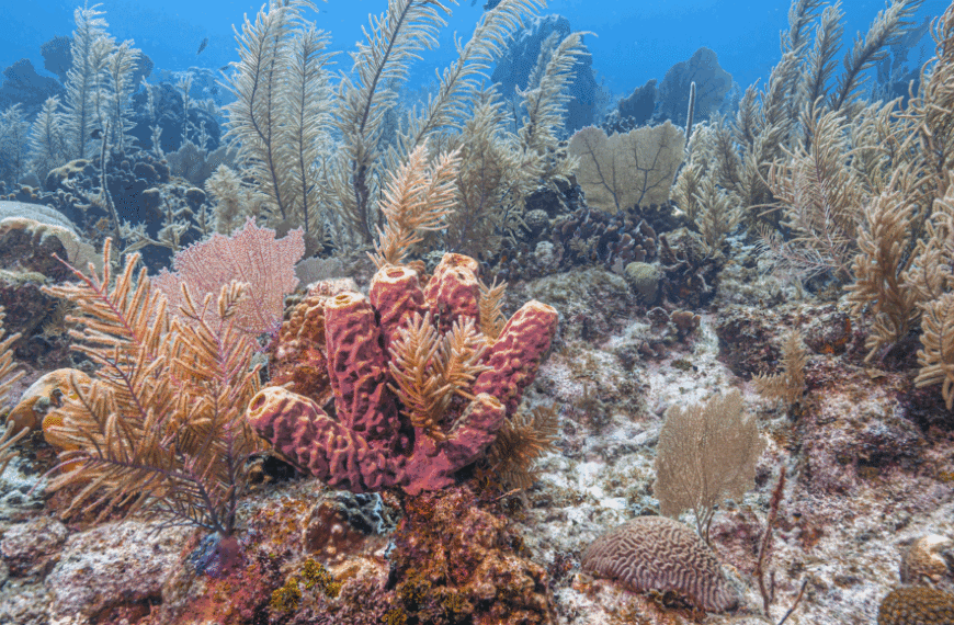 Ученые говорят: Бентический