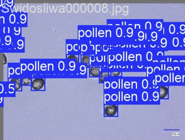 Визуальная классификация пыльцы с использованием сверточных нейронных сетей и Vision Transformers 6 6c751d588735cb5479088e4b2af6ab12