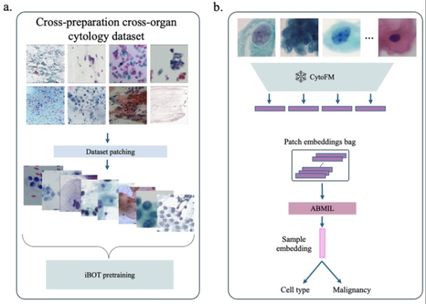 CytoFM — первая фундаментальная модель, обученная специально для цитологии