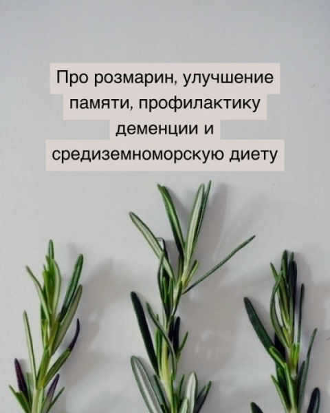 Про розмарин, улучшение памяти, профилактику деменции и средиземноморскую диету 1 6e9e88963c8312fbffb3562146cbe558.jpg
