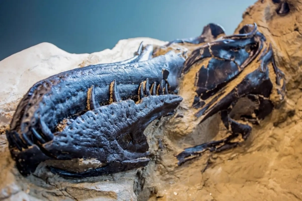 Nanotyrannus: скелет динозавра положил конец давним спорам о находках «крошечного тираннозавра» 4 740367d37098de714cdeaab4be512687