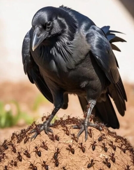 САНАТОРИЙ ДЛЯ ВОРОН