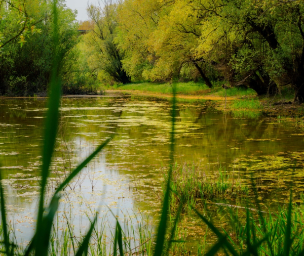 Полузаболоченный пруд. Фото: Drazen Nesic