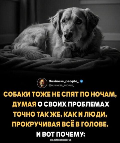 Собаки переживают фазы сна REM&hellip;