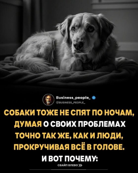 Собаки переживают фазы сна REM и эмоциональную память, как люди 5 7bd7d4548779969ede2fc9a3ef0b5ffd.jpg