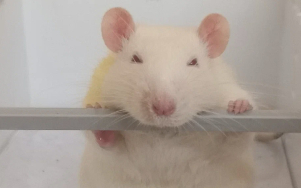 Препараты для лечения расстройства аутистического&hellip;