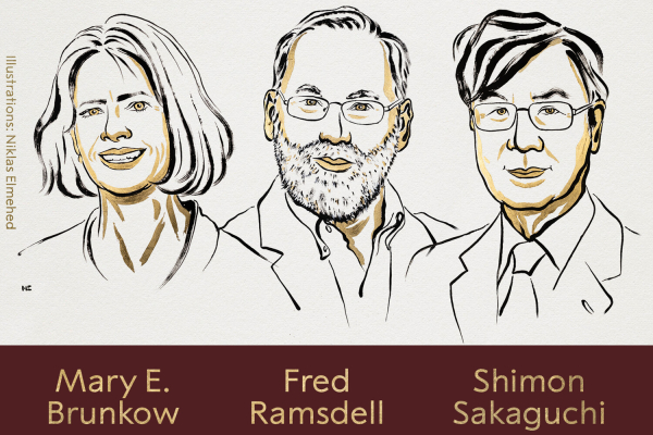 Открыли «отдел безопасности» внутри иммунитета. За что дали Нобелевку по медицине в 2025 году