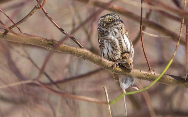 5 неочевидных фактов об интеллекте животных 9 881afece5d17007760b2357a48f5dd85