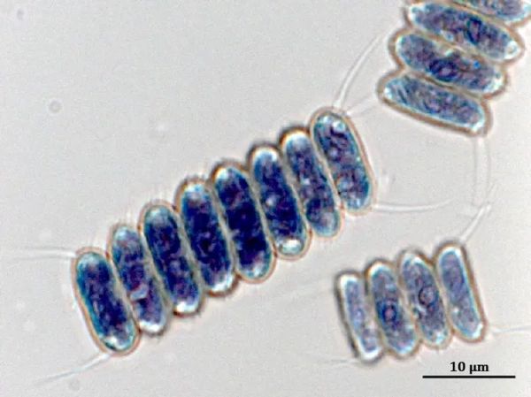 Два новых штамма зеленых микроводорослей&hellip;