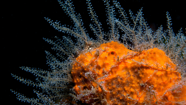 Ученые спорят о происхождении типов клеток у первых животных 2 8cba6277d83d1ff416c988c8fb2ac0e5.jpg