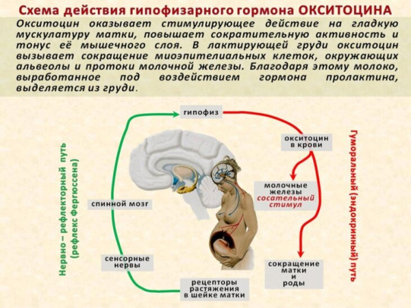 Окситоцин: от мифа о «гормоне&hellip;