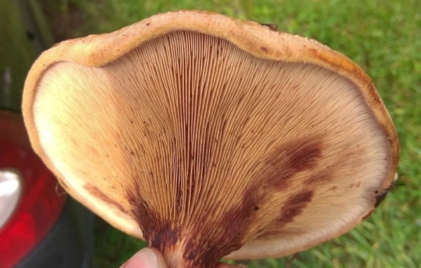 9105a36c2fd4154bef4f11fb43d719ba