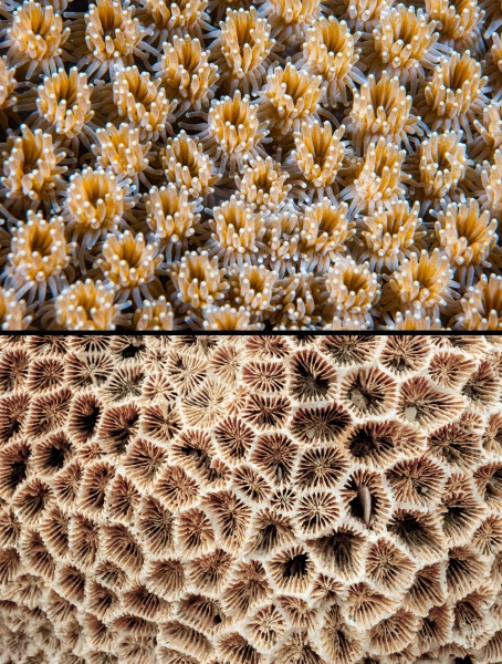 Вверху: Крупный план живых коралловых полипов, плотно прижатых друг к другу, каждый из которых похож на актинию. Внизу: Скелет коралла представляет собой белую сетку из чашек карбоната кальция, лишенных своего создателя.