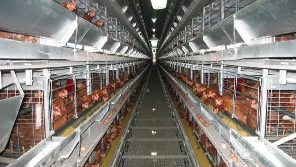 Клеточная батарея и ее жители Клеточная батарея и ее жители