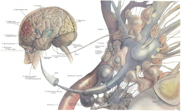 7 ИНТЕРЕСНЫХ ФАКТОВ О СИНАПСЕ
