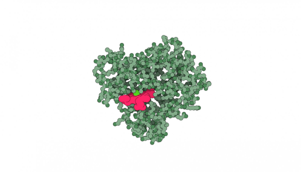История электронного микроскопа 19 Структура белка миоглобина (PDB: 1MBN). Это была одна из первых структур, занесённых в Банк данных о белках в 1971 году