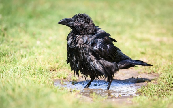 5 неочевидных фактов об интеллекте животных