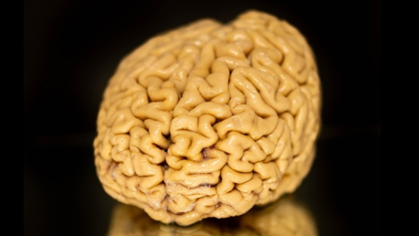 Секрет «суперагеров»: почему их мозг&hellip;