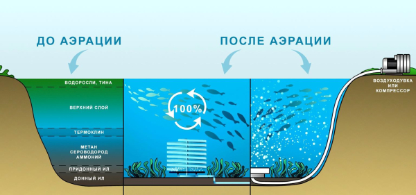 Сравнение экосистем водоемов с принудительной аэрацией и со смещенным кислородным балансом