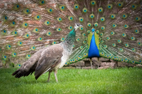 9da8776d70c41d71bf113a62eb9098c0