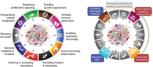 Как классифицировать подтип рака легких по количеству копий ДНК с помощью PyTorch 2 9e4690471f3a7c86238f4500200d2de4