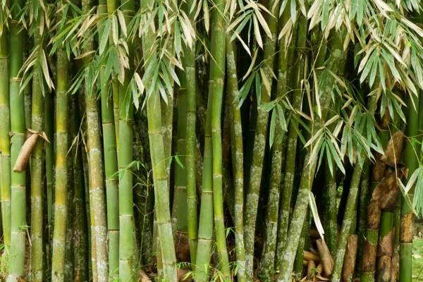 Биоразлагаемый пластик из бамбука прочен и легко перерабатывается. 28 a5449689a35f44bee4a87ac1ef141db0.jpg