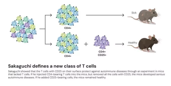 Новый тип Т-клеток, открытый Сакагути