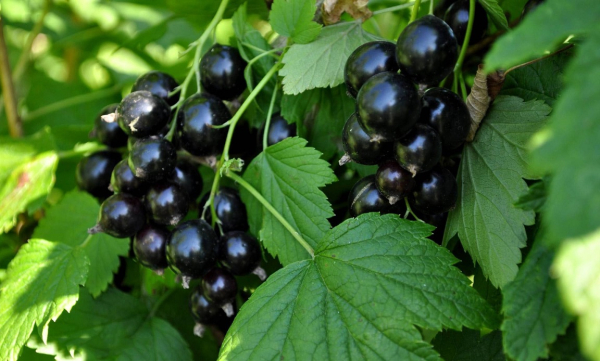 Сок чёрной смородины улучшает кровообращение в головном мозге, показало исследование 1 a8c50e0cab7b5e061b4f022cd25b0e4d.jpg