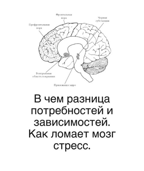 В чем разница потребностей и зависимостей. Как ломает мозг стресс