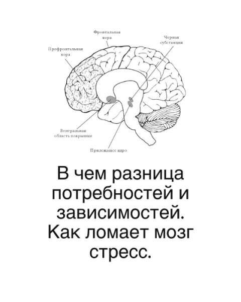 В чем разница потребностей и зависимостей. Как ломает мозг стресс 1 acf109583da064649ec416ac9ccd5455