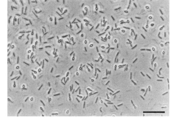 Действительно ли ученые смогли оживить древнейшие бактерии после 250&nbsp;млн лет сна?