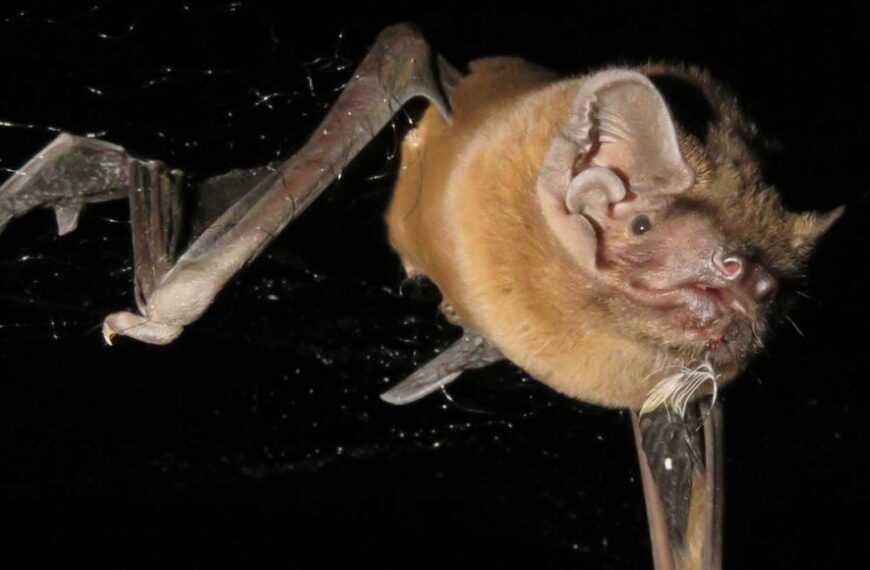 Проанализируйте это: некоторые летучие мыши&hellip;