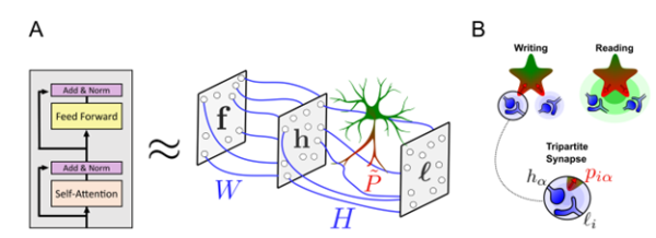 Звёзды у нас в голове. О роли астроцитов в работе нейронных сетей 8 b80cd4b2239166620de16bddac60f68a