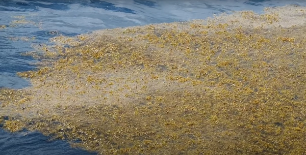 Гигантская полоса бурых водорослей пересекла Атлантику и видна из космоса Гигантская полоса бурых водорослей пересекла Атлантику и видна из космоса