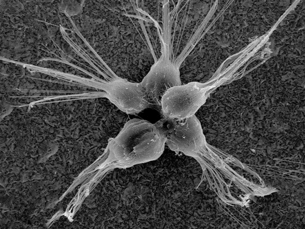 bc0177875717a66ac31bd7a6ae008914