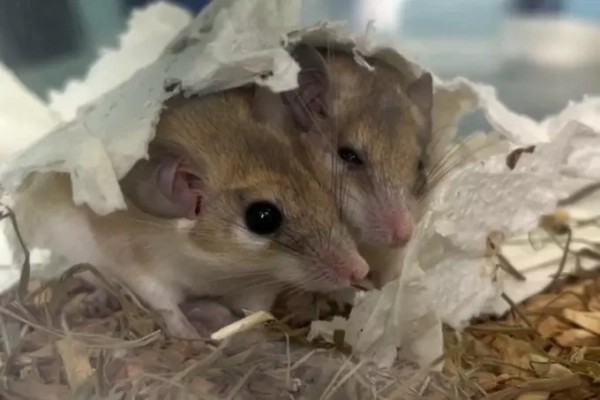 Моделирование повреждения легких у иглистых&hellip;