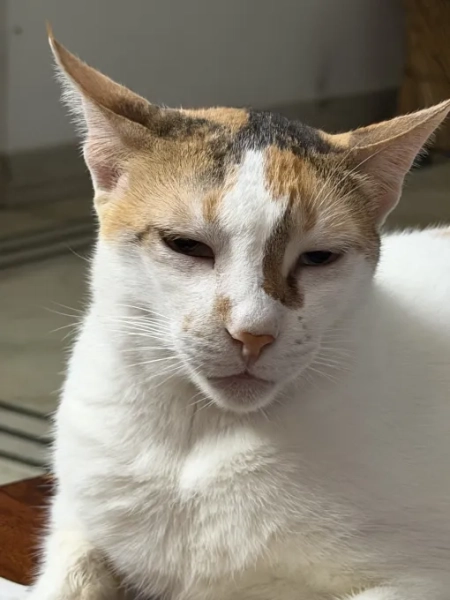 Обзор iPhone 17 Pro Max: оранжевый, вы рады, что аккумулятор больше 23 bd796323659134a2b604d086046e5fdf