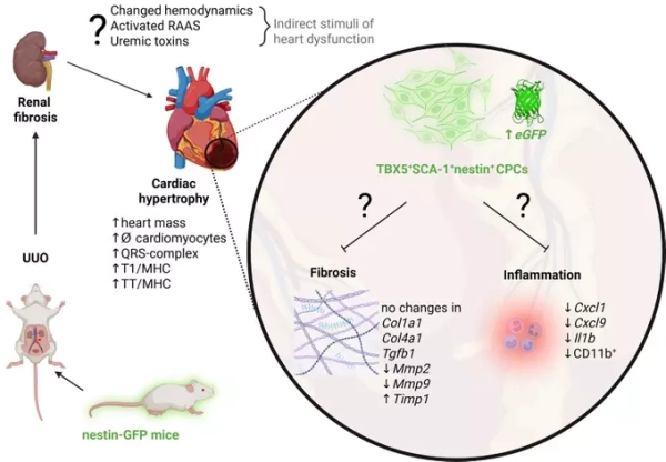 Исследование нестин-позитивных клеток в миокарде может помочь при разработке лекарства для почек и сердца