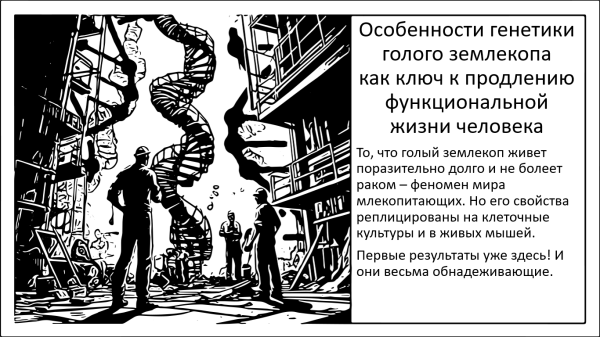 Способность голого землекопа к регенерации&hellip;