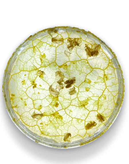 Этот стартап считает, что слизевики&hellip;