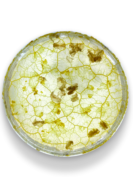 Этот стартап считает, что слизевики могут помочь нам проектировать лучшие города 2 c4a3a4d49dd20a8fd2cf3cff3e96c395.png