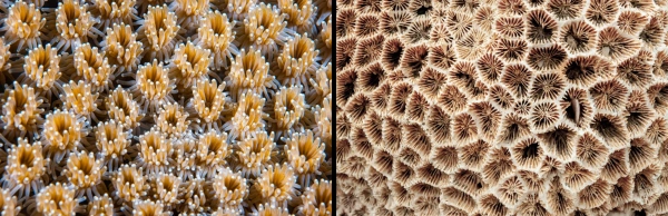 слева: крупный план живых коралловых полипов, плотно упакованных вместе, каждый из которых представляет собой существо, похожее на актинию. справа: скелет коралла представляет собой белую сетку из чашек карбоната кальция, лишенных своего создателя.